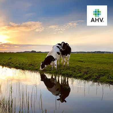AHV Visual Surmount 1 cropped